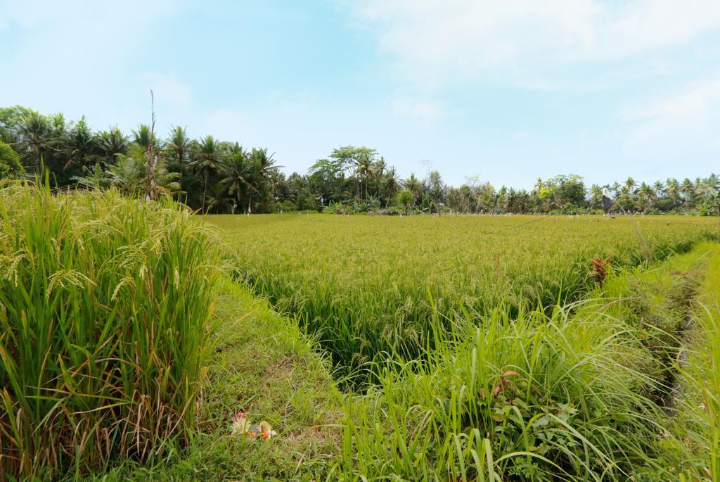 Thantha Ubud Villa Exterior photo
